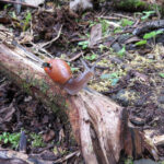 Růžový vlčí šnek s připevněným počítačem na ulitě.