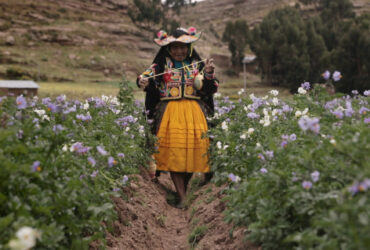 HDPERU - Candelaria Pacompia