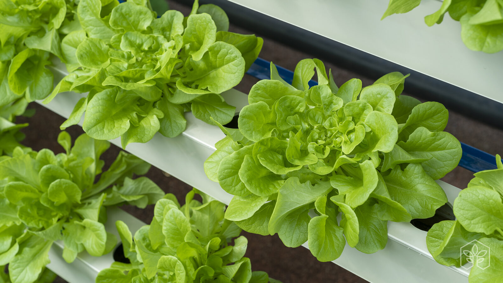 Future Farming